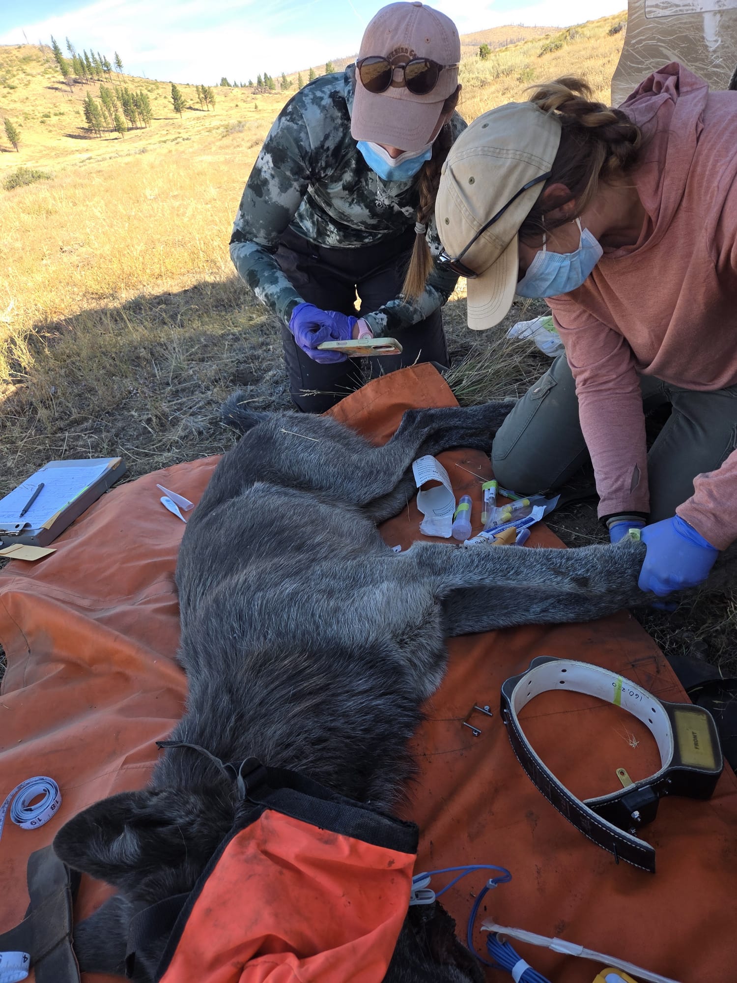 Collared wolf with biologists